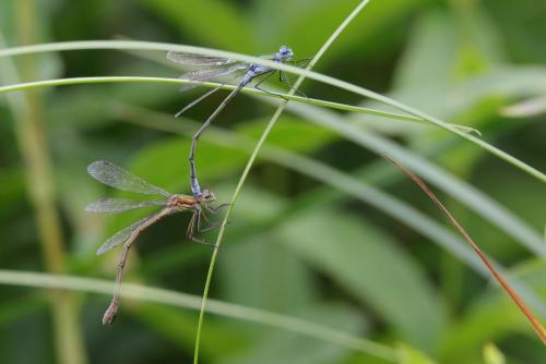 Lestes sponsa